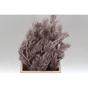 Pinus Mugo Col Champagne (p. Bos)