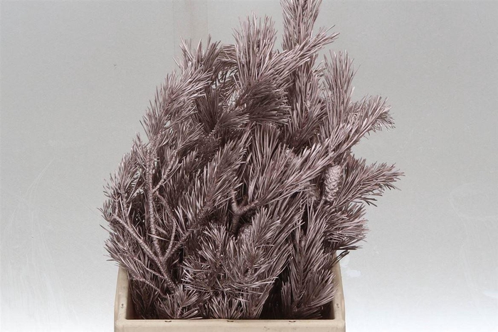 <h4>Pinus Mugo Col Champagne (p. Bos)</h4>