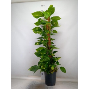 Epipremnum pinn.   ...moss stick