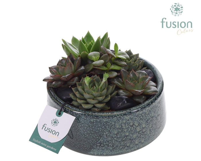 <h4>Pot Tol keramiek met Succulenten</h4>