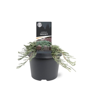 Juniperus