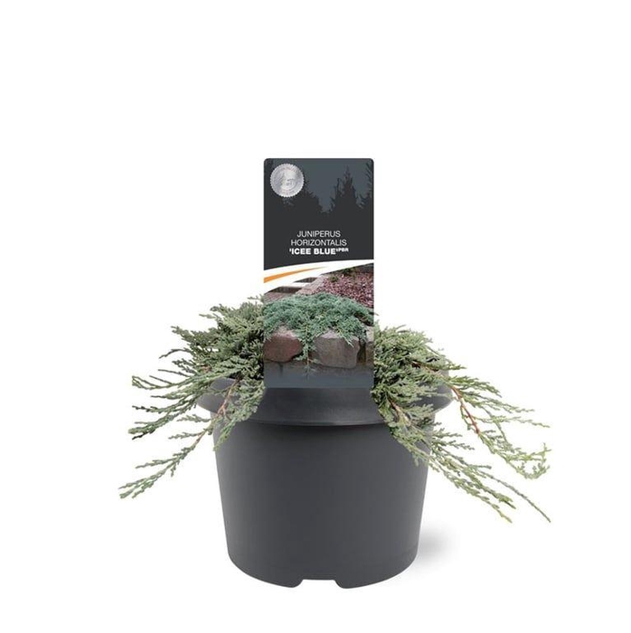 <h4>Juniperus</h4>