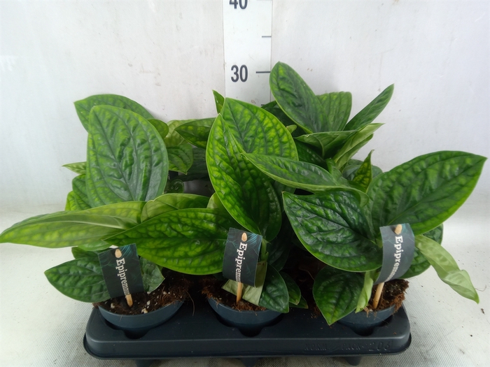 <h4>Epipremnum pinn. 'Marble Planet'</h4>