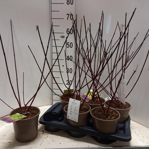 CORN ALB KESSELRINGI