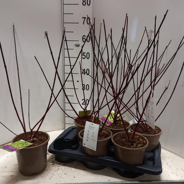 CORN ALB KESSELRINGI