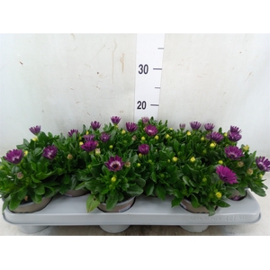Osteospermum  'Astra Purple Spoon'