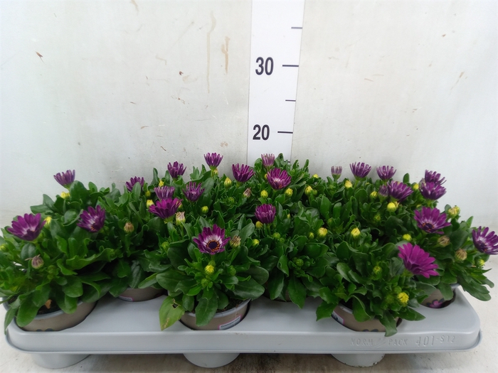 <h4>Osteospermum  'Astra Purple Spoon'</h4>