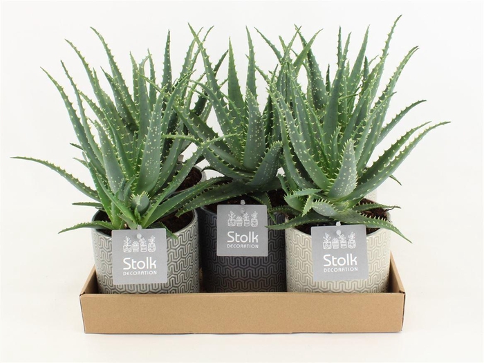 <h4>Aloe Arborescens Keramiek Gaia</h4>