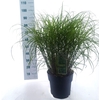 Miscanthus sinensis