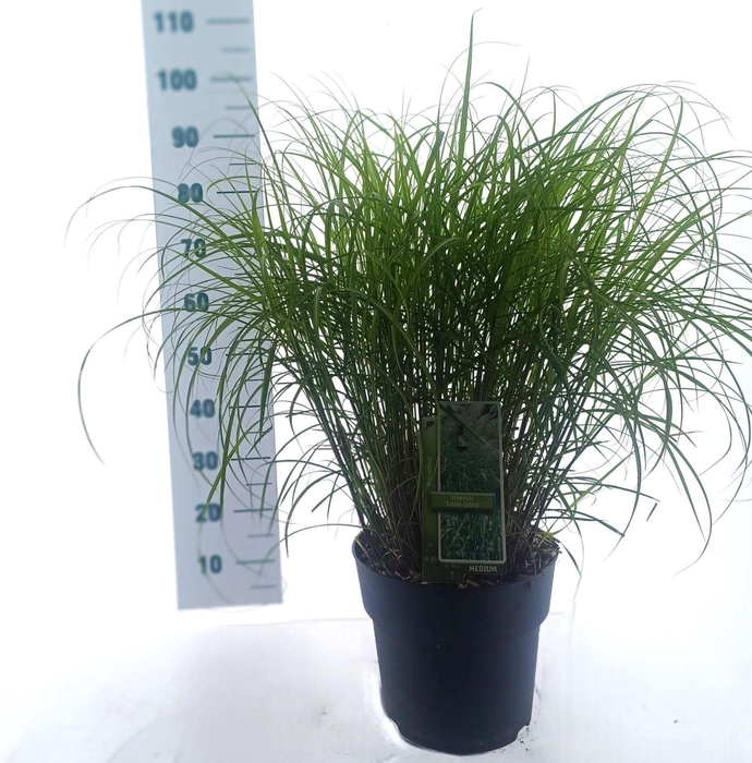 Miscanthus sinensis