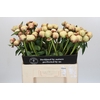 Paeonia Dr F.G. Brethour