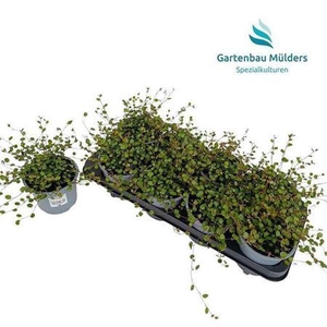 Muehlenbeck Co Maori