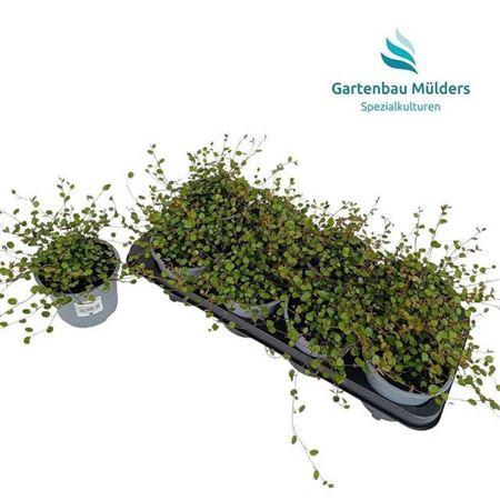 <h4>Muehlenbeck Co Maori</h4>