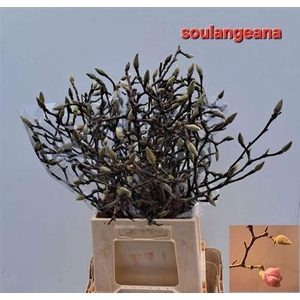 Magnolia Grandiflora