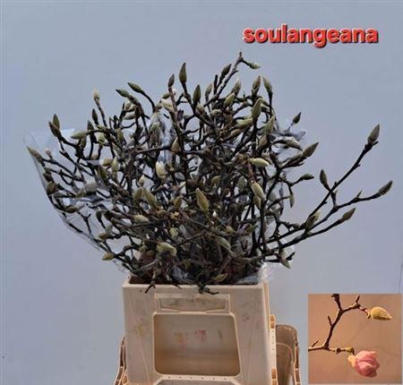 <h4>Magnolia Grandiflora</h4>