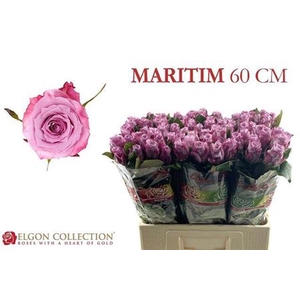 Rosa grootbloemig Maritim