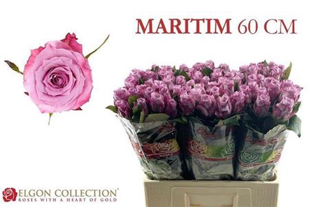 <h4>Rosa grootbloemig Maritim</h4>