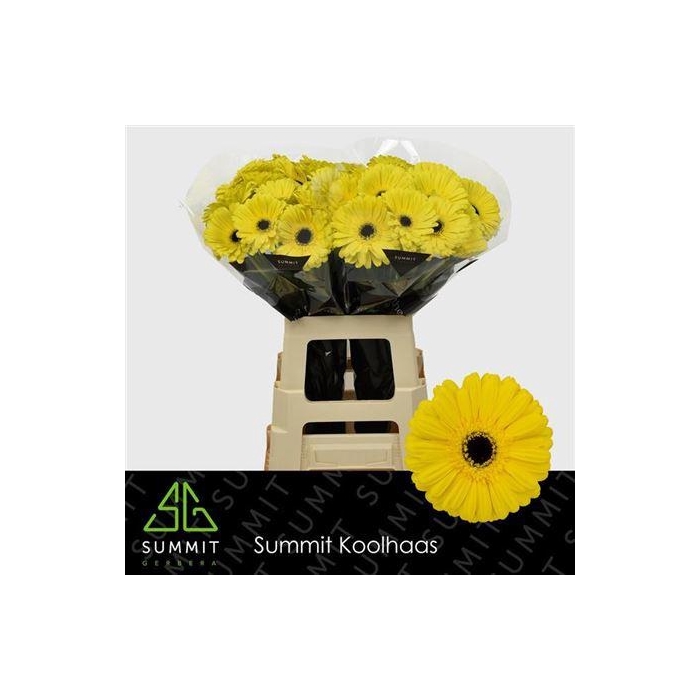 <h4>Ge Gr Don Leo</h4>