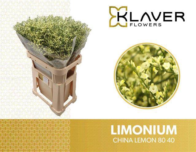 <h4>LIM SIN CHINA LEMON</h4>