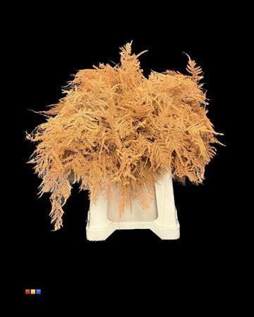 <h4>Asp 1e Orange</h4>