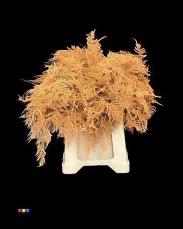 <h4>Asp 1e Orange</h4>