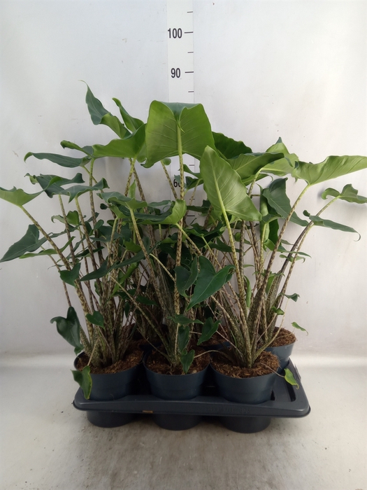 <h4>Alocasia zebrina 'Siberian Tiger'</h4>