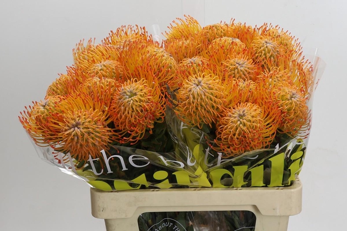 <h4>Nutans Ayoba Sun</h4>