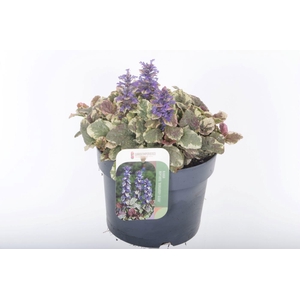 Ajuga reptans Burgundy Glow