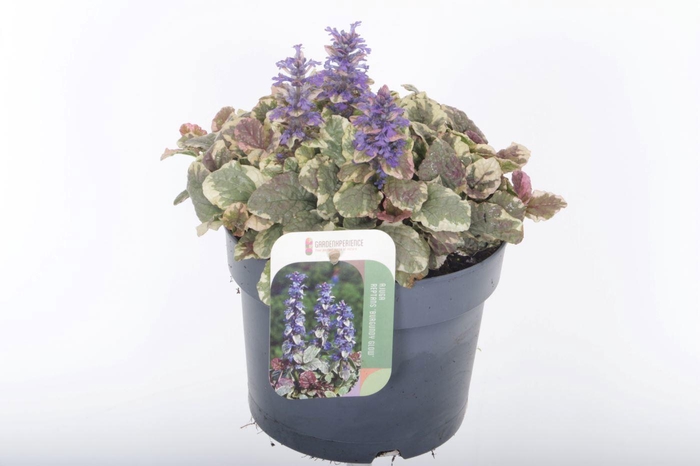 <h4>Ajuga reptans Burgundy Glow</h4>