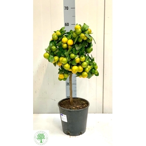 .Fortunella margarita