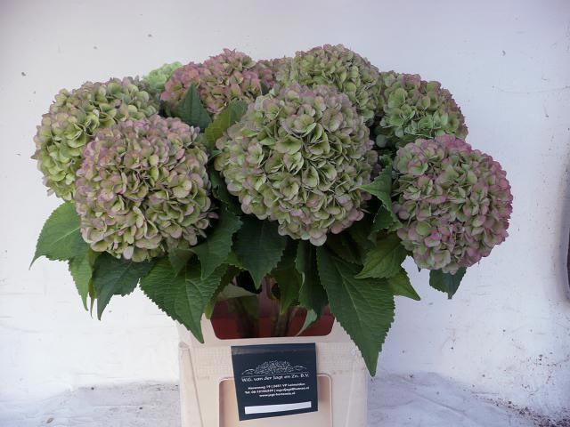 <h4>HYDR M  BLIZZARD CL</h4>