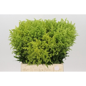 Solidago Tara Gold