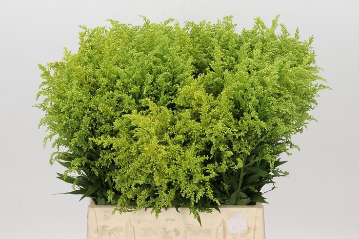 <h4>Solidago Tara Gold</h4>