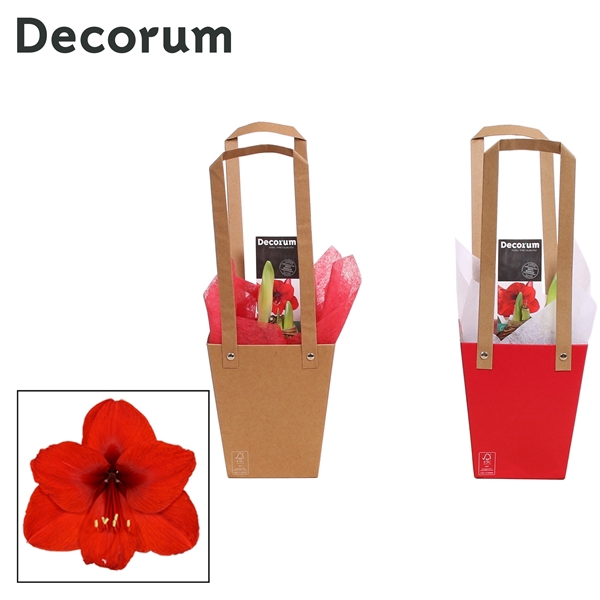 <h4>Hippeastrum Rood 2 Knop in Giftbag LOVE (Decorum)</h4>