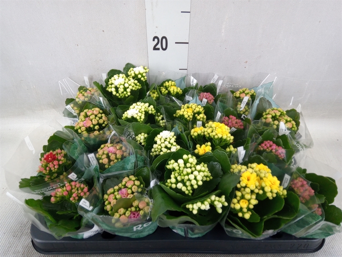 <h4>Kalanchoe blos. 'RosDon Collection'</h4>