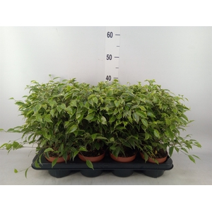 Ficus benja. 'Kinky'