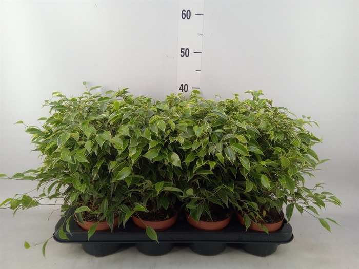 <h4>Ficus benja. 'Kinky'</h4>