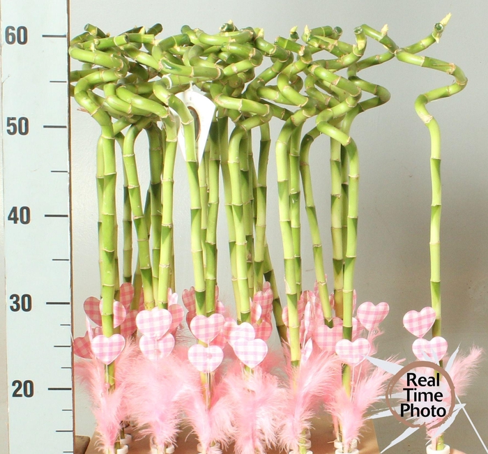 <h4>DRA LUCKY BAMBOO</h4>