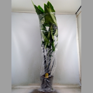 Alocasia zebrina 'Black Zebrina'