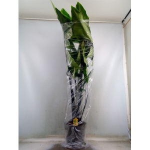 Alocasia zebrina 'Black Zebrina'