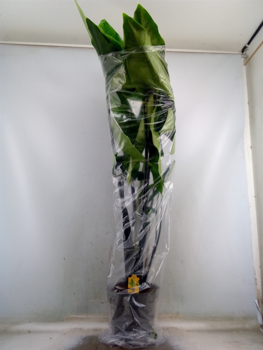 <h4>Alocasia zebrina 'Black Zebrina'</h4>