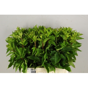 Physocarpusblad Groen