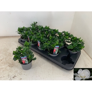 GARDENIA JASMINOIDES