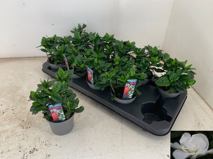 <h4>GARDENIA JASMINOIDES</h4>