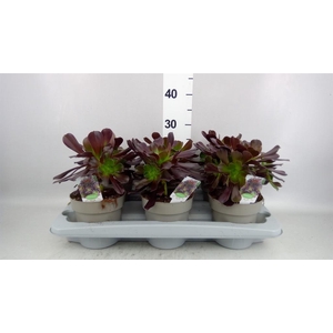 Aeonium arboreum
