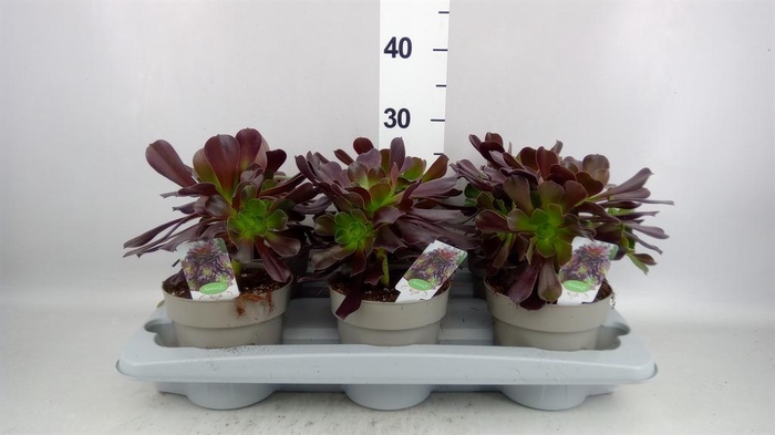 <h4>Aeonium arboreum</h4>