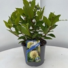 Cephalanthus occidentalis
