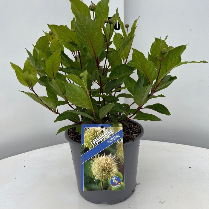 Cephalanthus occidentalis