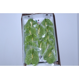 ANTHURIUM MIDORI 13/15 045 CM DIAM MIN 13 CM VERDE