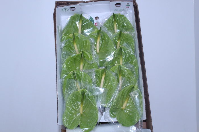 ANTHURIUM MIDORI 13/15 045 CM DIAM MIN 13 CM VERDE